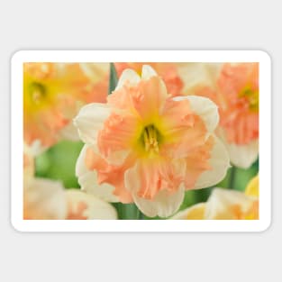 Narcissus  &#39;Vanilla Peach&#39;  Daffodil  Division 11a Split-corona Sticker